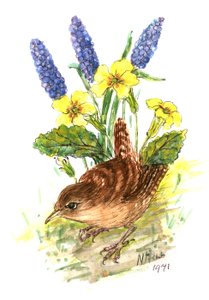 Wren in Primroses (wc papíron)
